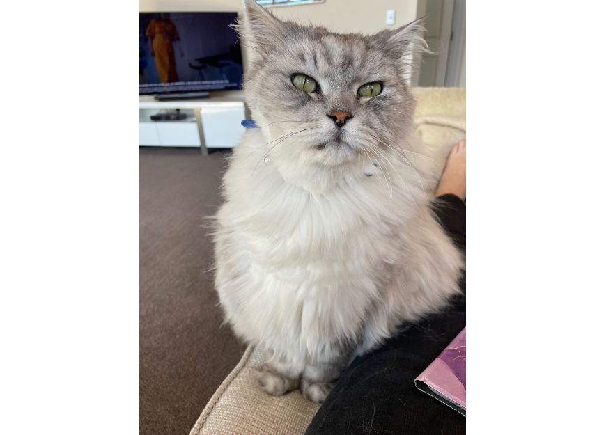 Chico the cat