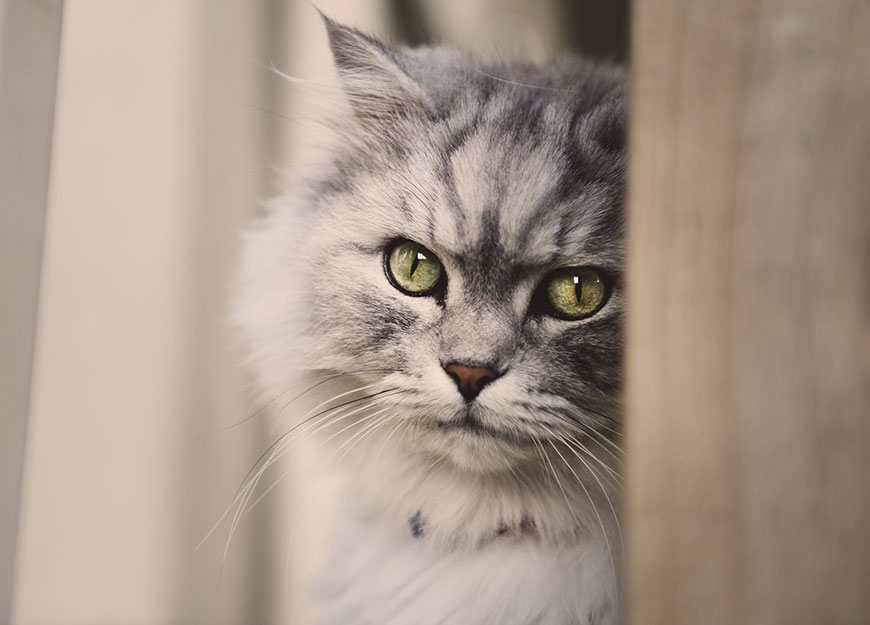 friendly cat